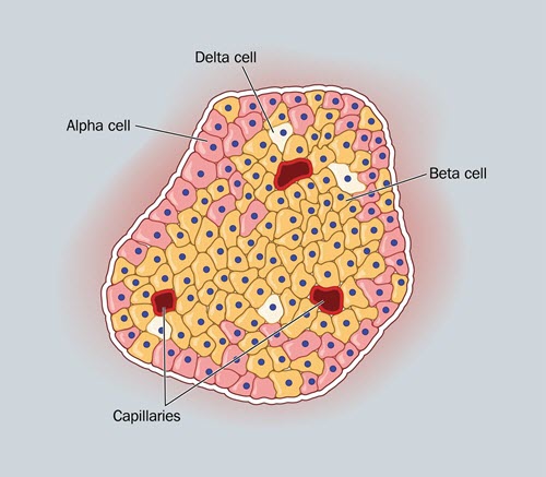 Is it true? Can diabetes be cured?