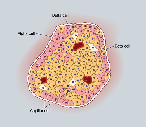 Is it true? Can diabetes be cured?