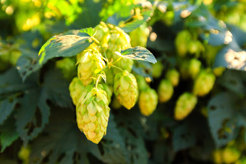 Drinking Beer Can Help Protect Your Brain against Alzheimer's